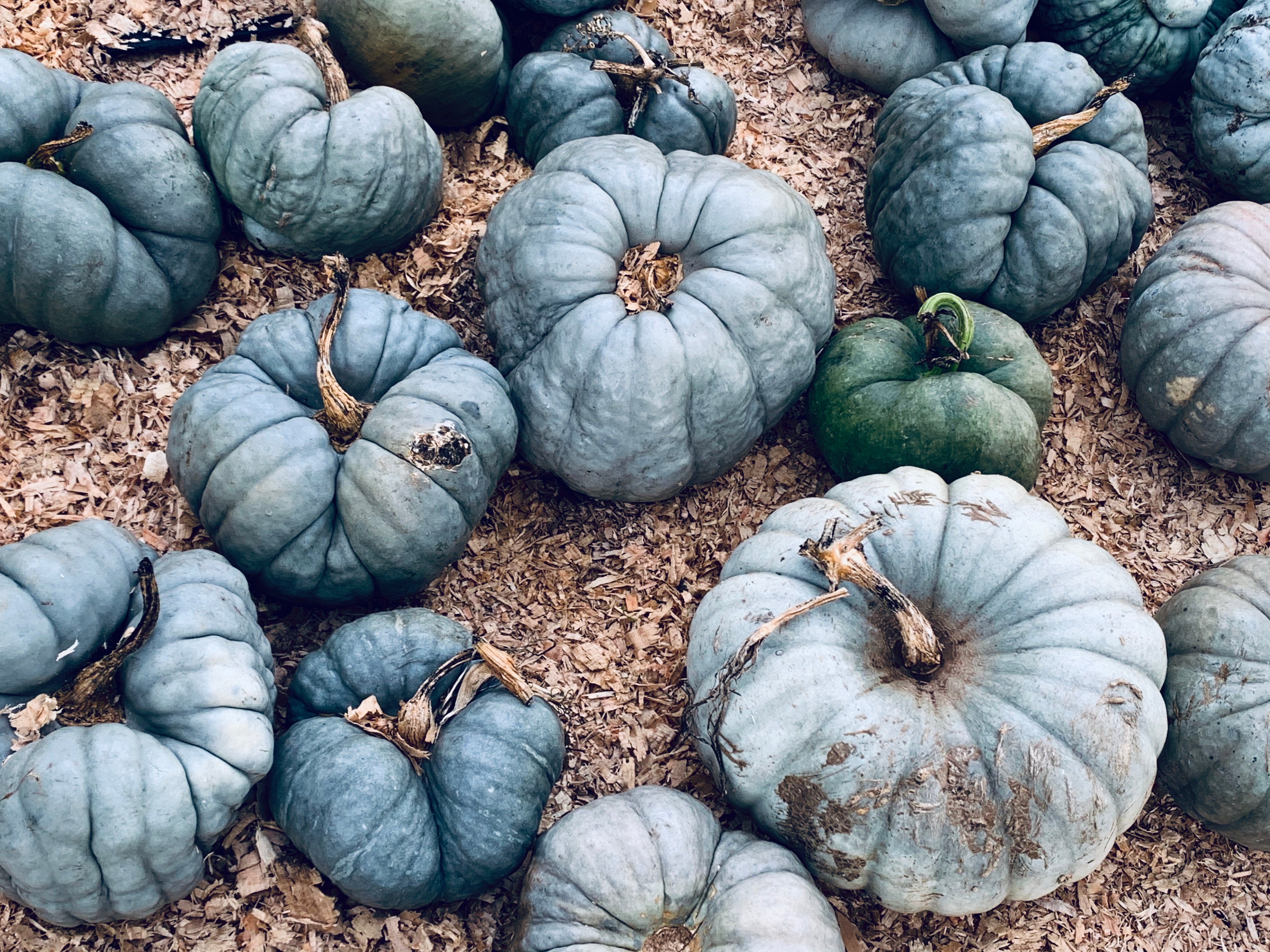 If you haven’t experienced the annual Pumpkin Patch at Kula Farms, you must check it out!